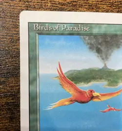 MTG - Birds of Paradise - 3rd Edition Revised - 1x - LP (Magic: The Gathering) - Image 2