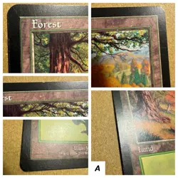 MTG ~ PLAYSET ~ 4x Forest (#349) ~ OD Odyssey ~ 2001 English ~ Land ~ LP - Image 4