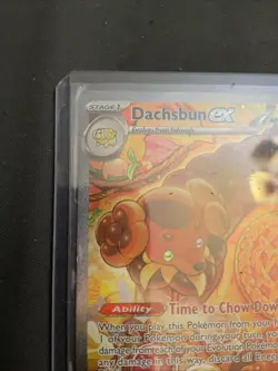 Dachsbun ex 169/142 Stellar Crown Special Illustration Rare Pokemon TCG LP-NM - Image 2