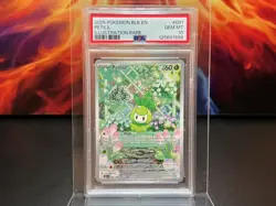 2025 POKEMON BLK EN-BLACK BOLT ILLUSTRATION RARE #091 PETILIL PSA 10 🐦‍🔥 - Image 1