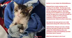 (303313) YANMEGA PRIME 98/102 Ultra Rare Holo HGSS Triumphant Pokemon Card - NEW - Image 4