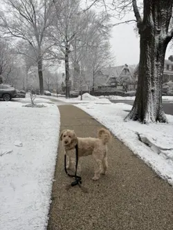 Pokemon TCG Illumise 38/100 EX Sandstorm Regular Uncommon Non Holo 2003 Nintendo - Image 3