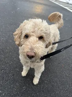 Pokemon TCG Illumise 38/100 EX Sandstorm Regular Uncommon Non Holo 2003 Nintendo - Image 5