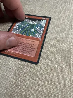 Jokulhaups Ice Age MP/HP MTG - Image 4