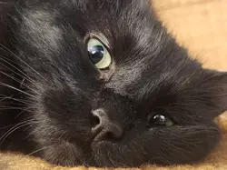 YuGiOh - Axe Of Despair Ultra Rare - NM - SRL-EN002 - Image 4