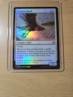 Tempest Hawk Foil Common, Tarkir: Dragonstorm #031, MTG Magic The Gathering - Image 2