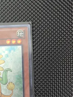 Yu-Gi-Oh! x1 Dandylion AP04-EN001 NM Ultimate Rare - Image 5