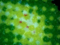 MTG Magic the Gathering Smothering Tithe (22/296) Ravnica Allegiance LP/NM #2 - Image 2