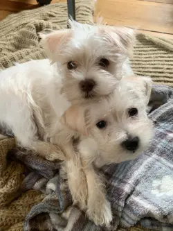 Gatecrash Booster Packs – 3 Factory Sealed Packs – Magic The Gathering – Charity - Image 3