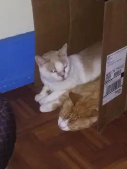 Gatecrash Booster Packs – 3 Factory Sealed Packs – Magic The Gathering – Charity - Image 4