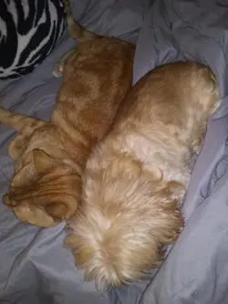 Gatecrash Booster Packs – 3 Factory Sealed Packs – Magic The Gathering – Charity - Image 5