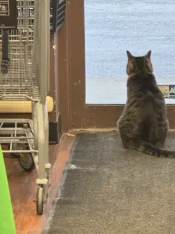 One Piece PRB-01 Japanese Kaido Dragon Form OP05-118 SEC* Alt Art - Image 3