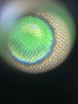 MTG Tempting Wurm Onslaught Regular Card - Image 3