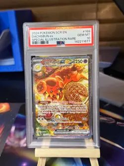 POKEMON 2024 Stellar Crown Special Illustration Rare DACHSBUN EX #169 PSA 10 Gem - Image 1