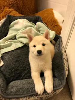 SLOWPOKE NO. 079 COMMON TEAM ROCKET POKEMON JAPANESE LP - Image 4