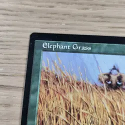 Elephant Grass MTG LP - Image 2