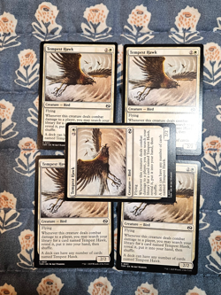 Tempest Hawk (Set of 5) Tarkir Dragonstorm 0031 - MTG Magic - Image 1