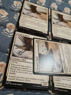 Tempest Hawk (Set of 5) Tarkir Dragonstorm 0031 - MTG Magic - Image 3