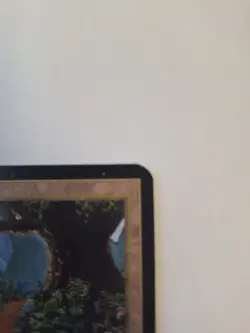 Magic The Gathering Alpha Forest (Path-B) Near Mint UnPlayed. - Image 3