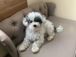 MTG Kaldheim Draft Booster Packs – 3 Sealed KHM Packs – Magic: The Gathering - Image 3