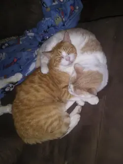 MTG Kaldheim Draft Booster Packs – 3 Sealed KHM Packs – Magic: The Gathering - Image 5