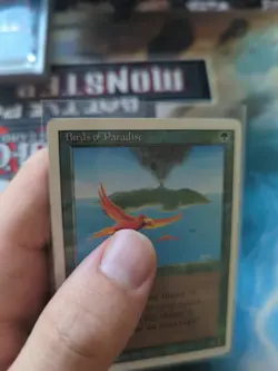 Birds of Paradise Revised Edition Regular - Image 4