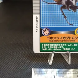 Eupatorus Gracilicornis Insect Card Collection Rare Vintage From Japan - Image 4