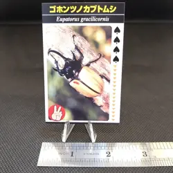 Eupatorus Gracilicornis Paper Card Insect Card Rare Vintage Japan Paper B - Image 1