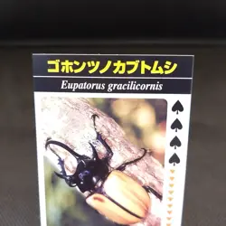 Eupatorus Gracilicornis Paper Card Insect Card Rare Vintage Japan Paper B - Image 2