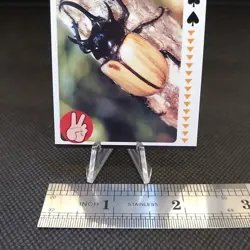 Eupatorus Gracilicornis Paper Card Insect Card Rare Vintage Japan Paper B - Image 3