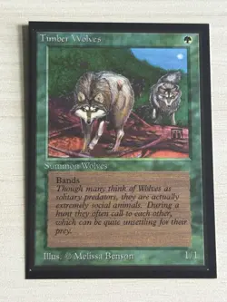MTG International Collector's Edition - Timber Wolves - Mint - Never Played - Image 1