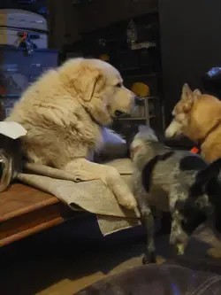 Private One Piece Custom Listing For Morpheddart Dogs Not Included - Image 1