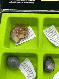 Weird n’ Wild Creatures Box 29 Big Info & 24 Trading Cards Fossil Collection - Image 5