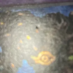 Thousand-Eyes Restrict PSV-084 Pharaoh's Servant 1st Edition - Image 2