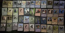 Live TCG 2025 Big Lot - Birds - o 60 Cards - Image 1