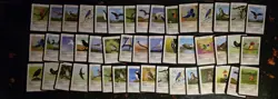 Live TCG 2025 Big Lot - Birds - o 60 Cards - Image 3