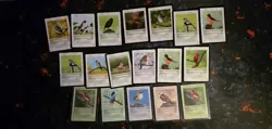 Live TCG 2025 Big Lot - Birds - o 60 Cards - Image 4