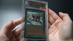 Grizzly Bears BGS 9.5 Beta MTG Graded Magic Card - Image 2