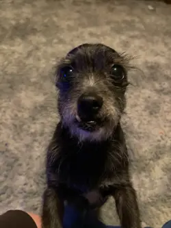 🔥Pokemon TCG Mixed Cards!And other Pokemon tcg stuff items change base on bid! - Image 2