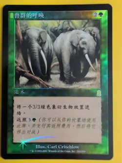 Call of the Herd. Foreign- non english. MTG Card. Odyssey.Old Border FOIL. - Image 3