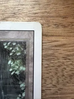 MTG Bayou Revised Edition - English - MP - Magic The Gathering - - Image 4