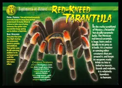 Weird N’ Wild Creatures Nightmares of Nature Card 13 # Red-Kneed Tarantula # LC2 - Image 1