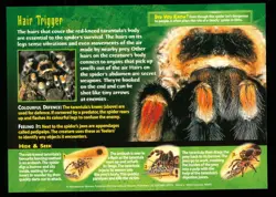Weird N’ Wild Creatures Nightmares of Nature Card 13 # Red-Kneed Tarantula # LC2 - Image 2