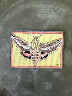 ACEO Heather Davis Original White-lined Sphinx Moth OOAK Signed Art Card 2026 - Image 1
