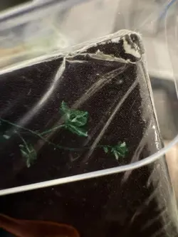 JAPANESE Remix Bout SEALED BOOSTER BOX - 30 Booster Packs - Pokemon TCG SM11a - Image 2