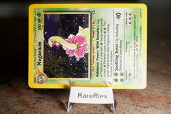 Meganium 11/111 Neo Genesis Vintage Holo - Pokemon TCG - Image 3