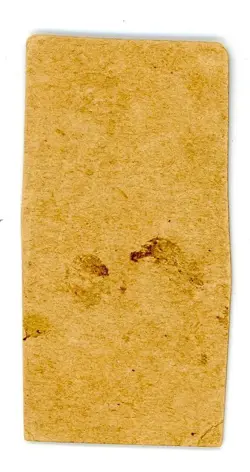 1919-21 W514 LARRY DOYLE New York Giants #81 Strip Card *Trimmed* - Image 2