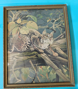 Vintage 1957 Framed Lithograph "The Bobcat" by Francis Lee Jaques Wildlife - Image 2