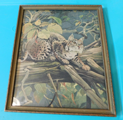 Vintage 1957 Framed Lithograph "The Bobcat" by Francis Lee Jaques Wildlife - Image 3