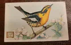 1918 Dwight's Soda Co."Useful Birds Of America" Trading Cards 7 of 30 - Image 5
